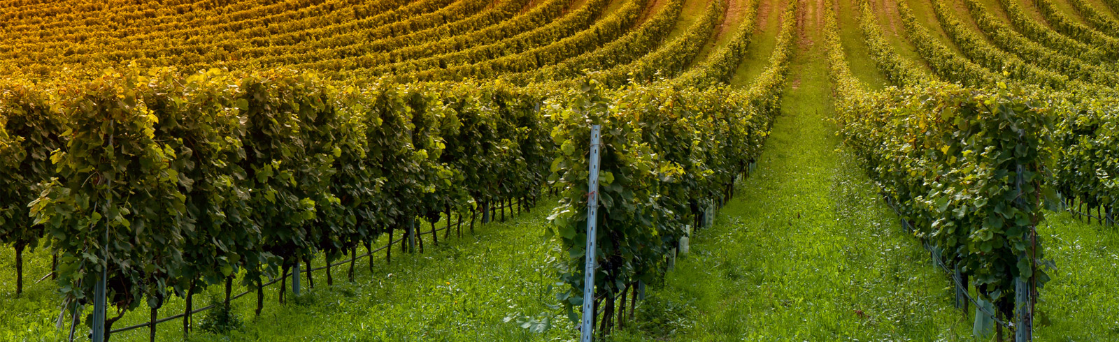 Seven Springs Winery at Missouri
